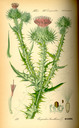 Onopordum_acanthium_tafel_136
