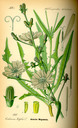 Cichorium_intybus_bd4_tafel_142