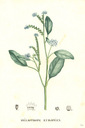 Heliotropium_europaeum