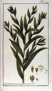 Lithospermum_officinale