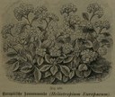 Heliotropum_europaeum
