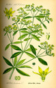 Rubia_tinctorum_bd4_tafel_090