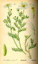 Anthemis_arvensis_bd4_tafel_122