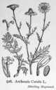 Anthemis_cotula