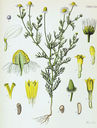 Matricaria_recutita