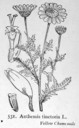 Anthemis_tinctoria