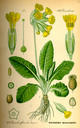 Primula_veris_bd4_tafel_011