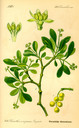 Loranthus_europaeus_bd3_tafel_145