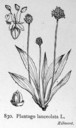 Plantago_lanceolata