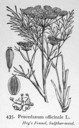 Peucedanum_officinale