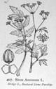 Sison_amomum_1924
