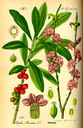 Daphne_mezereum_bd3_tafel_031