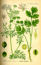 Coriandrum_sativum_bd3_tafel_073