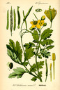 Chelidonium_majus_bd2_tafel_105