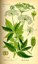 Aegopodium_podagraria_bd3_tafel_053