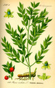 Ruscus_aculeatus_bd1_tafel_116
