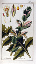 Acanthus_mollis_img_8133
