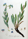 Anchusa_officinalis_img_9755