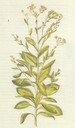 Tanacetum_balsamita