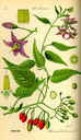 Solanum_dulcamara_tafel_027