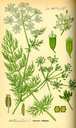 Carum_carvi_bd3_tafel_054