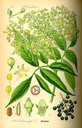 Sambucus_nigra_bd4_tafel_094