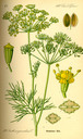 Anethum_graveolens_bd3_tafel_062