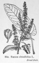 Rumex_obtusifolius_1924