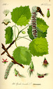 Populus_tremula_bd2_tafel_019
