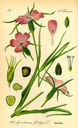Agrostemma_githago_bd2_tafel_049