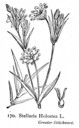 Stellaria_holostea