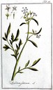 Lepidium_sativum