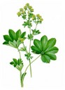 Alchemilla_xanthochlora