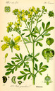 Ruta_graveolens_bd3_tafel_006