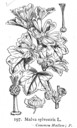 Malva_sylvestris