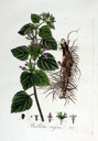 Ballota_nigra_img_0084