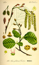 Alnus_glutinosa_bd2_tafel_007