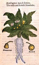 Mandragora_officinarum