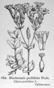 Blackstonia_perfoliata_1924