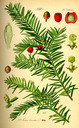 Taxus_baccata_bd1_tafel_022