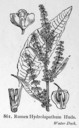 Rumex_hydrolapathum_1924