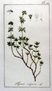 Thymus_vulgaris
