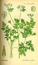 Anthriscus_cerefolium_bd3_tafel_065