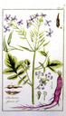 Raphanus_sativus