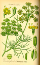 Foeniculum_vulgare_bd3_tafel_048