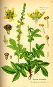 Agrimonia_eupatoria_bd3_tafel_095