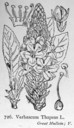 Verbascum_thapsus_1924