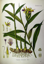 Zingiber_officinale