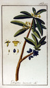 Daphne_laureola