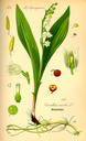 Convallaria_majalis_bd1_tafel_113
